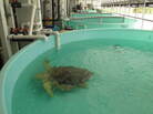 Turtle in a tank at Mote Marine Lab Turtle in a tank at Mote Marine Lab